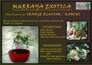 Murraya Exotica - A bonsai variety with fragrant flowers
